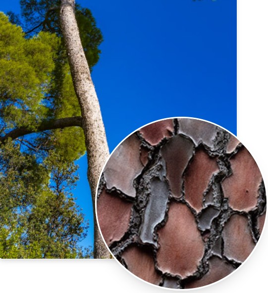 joint genesis ingredient 5